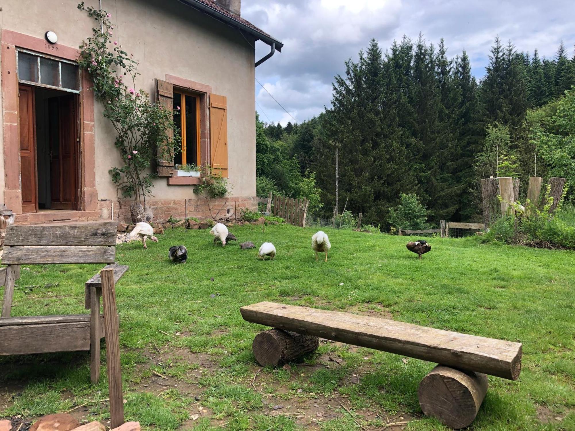 A L'Oree De Soi - Maison Forestiere De La Soie - Eco Gite, Chambres D'Hotes, Camping Au Pied Des Vosges Saint-Sauveur  Exteriör bild